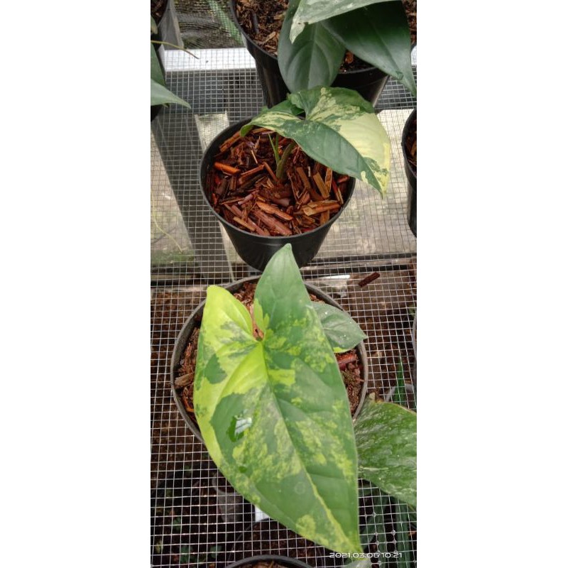 Syngonium aureum varigata kuning