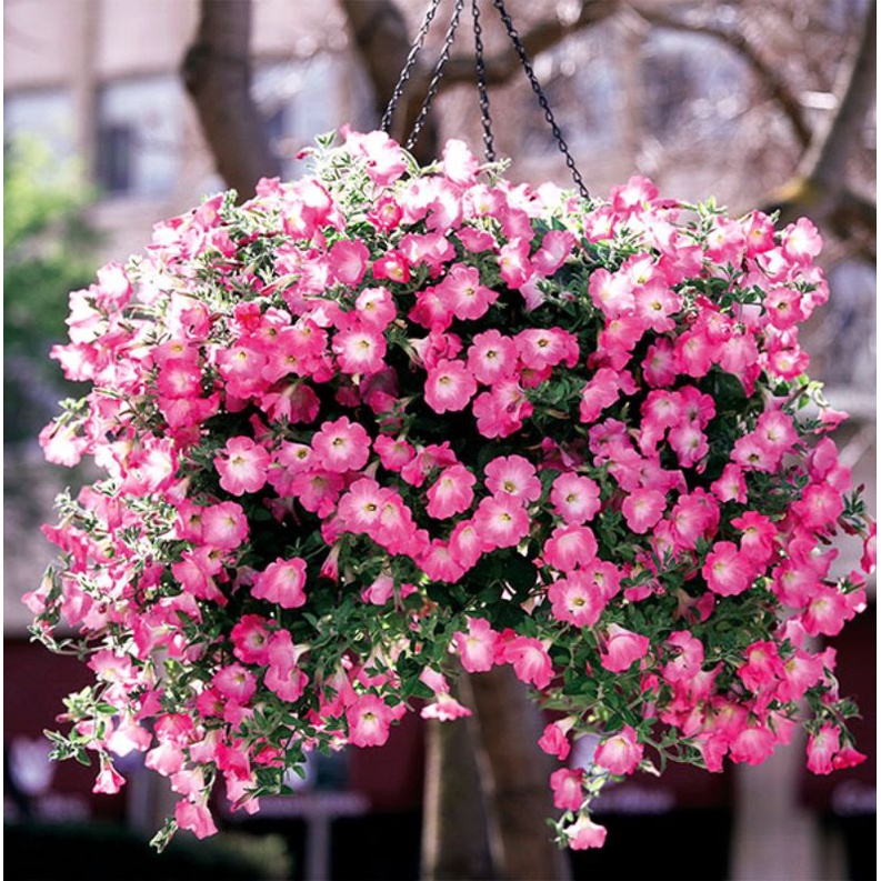 Petunia Opera Supreme Pink Morn F1