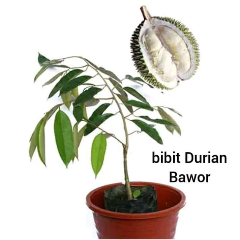 Bibit Buah Durian bawor cepat berbuah/bibit durian bawor genjah bisa berbuah dalam pot