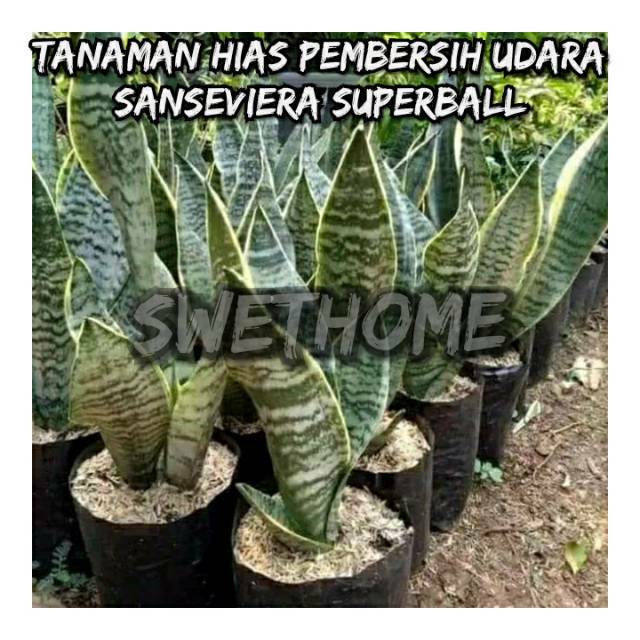 Tanaman hias sanseviera pembersih udara sanseviera super boll sanseviera super besar