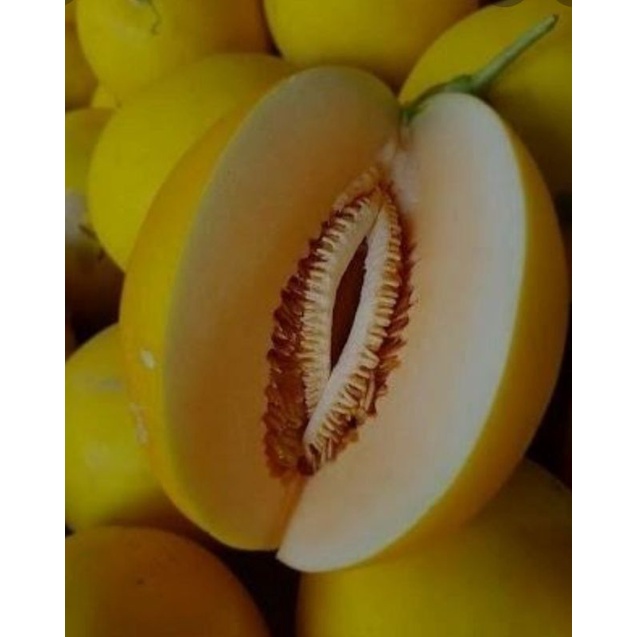 Melon Golden Sunpride Super perbuah