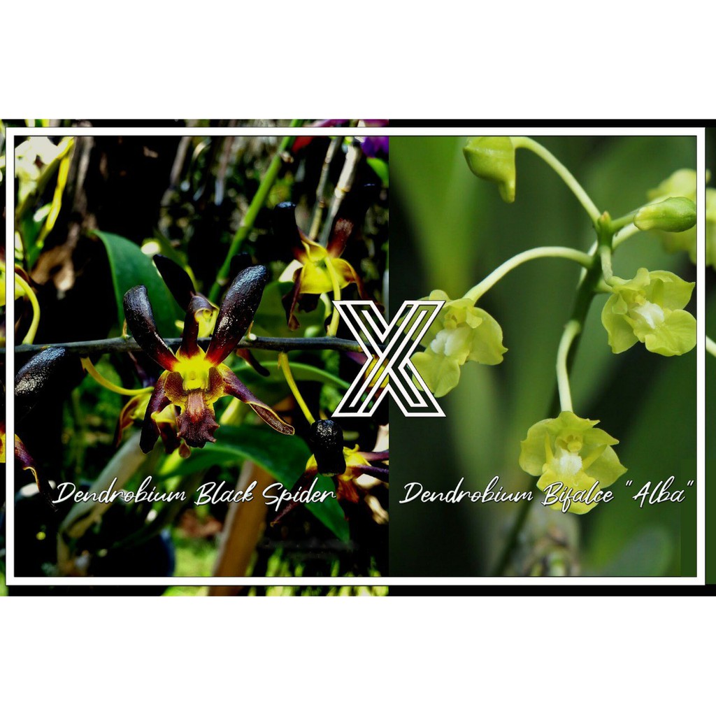 Seedling Anggrek Dendrobium Black Spider x Bifalce Flava
