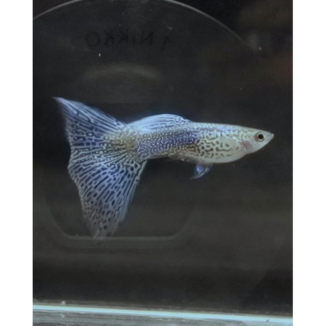 IKAN GUPPY PAKET HEMAT 10 PASANG BLUE LACE DAN PRTDE