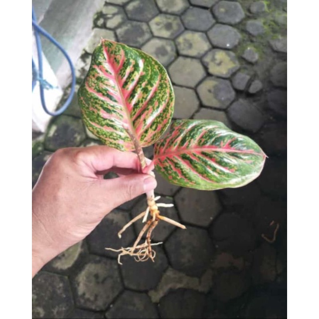 Tanaman Aglonema Wulandari lokal Realpic