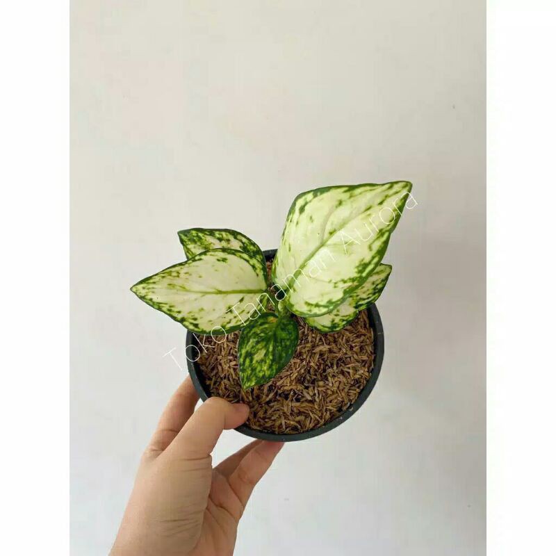 Aglonema Super White Bibit/Anakan