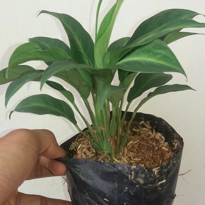 Peace lily, peace lily mini, tanaman pembersih udara peace lily