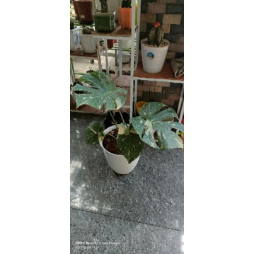 Monthai King istimewa