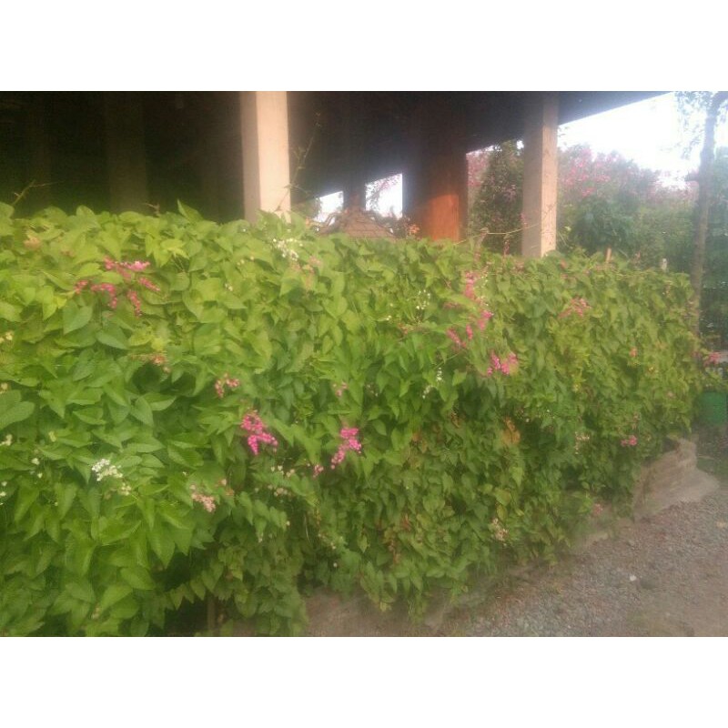 Bibit tanaman bunga air mata pengantin AMP