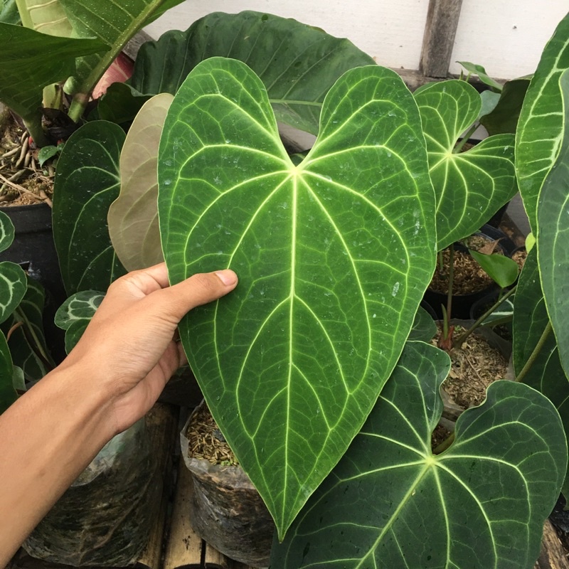 Anthurium magnificum verde