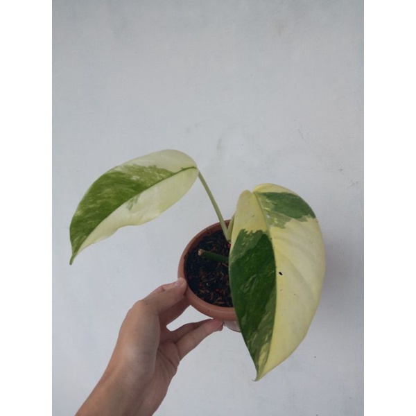 epipremnum pinatum varigata variegata