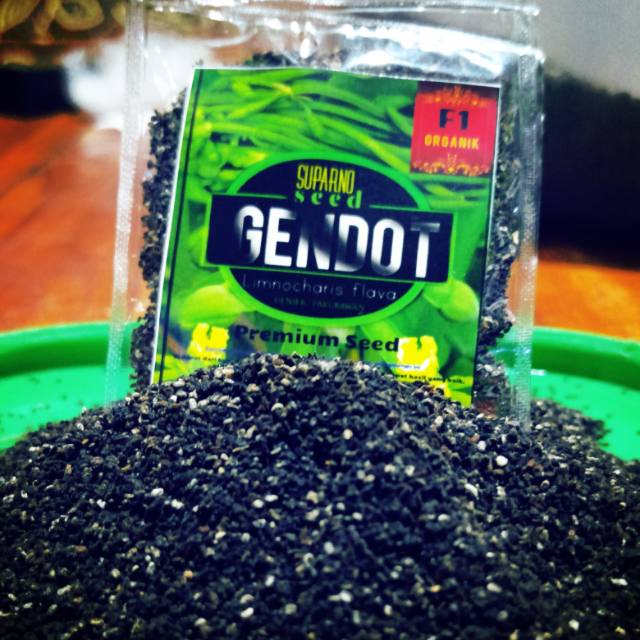 Benih genjer/gendot siap tanam