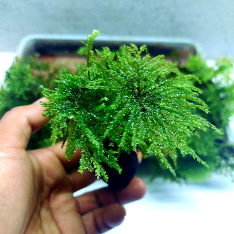 Umbrella Moss / Moss Payung - Tanaman Paludarium Terrarium Vivarium (Isi 5 Pohon)