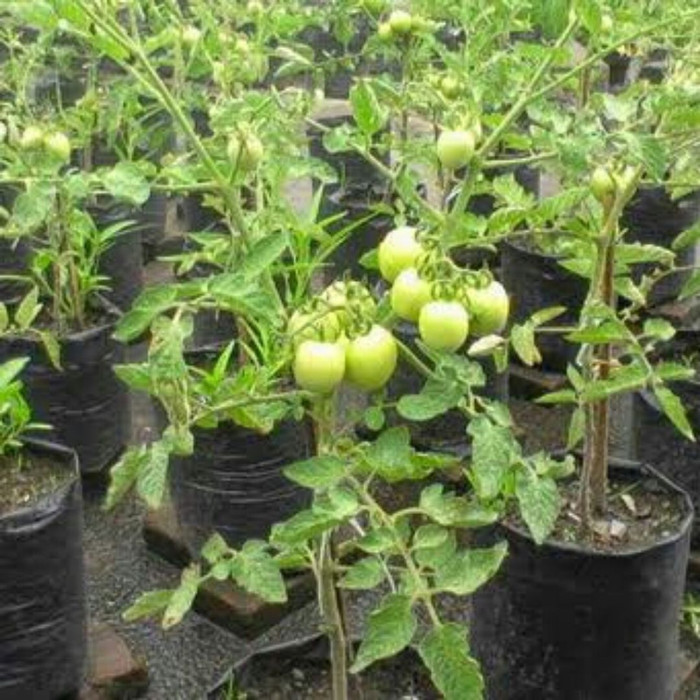 bibit pohon tomat - pohon tomat