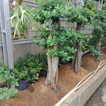 Bonsai beringin korea tinggi 1 meter