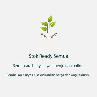 Pohon Bunga Sepatu Merah Variegata Bibit Bunga Sepatu Pohon Bunga Sepatu Merah Variegata Bibit Bunga Sepatu