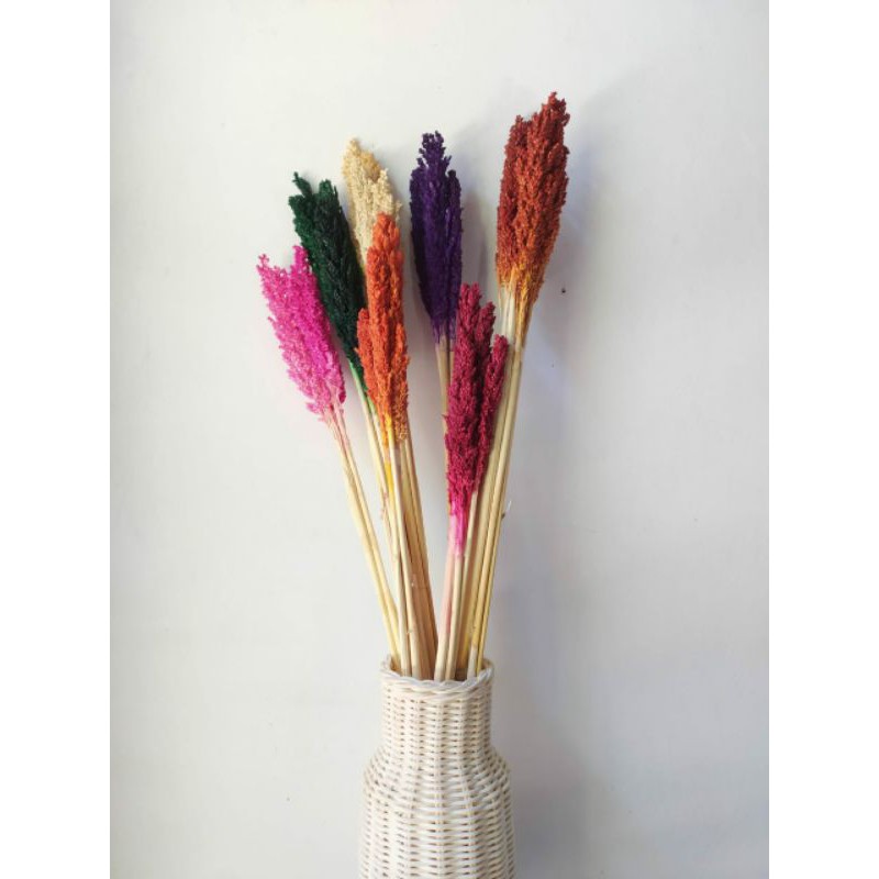 

Bunga Kering | CANTEL