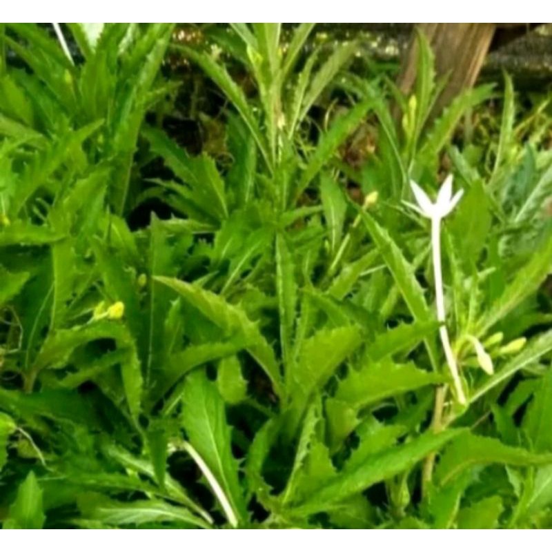 

Daun bunga kitolod fress 500grm