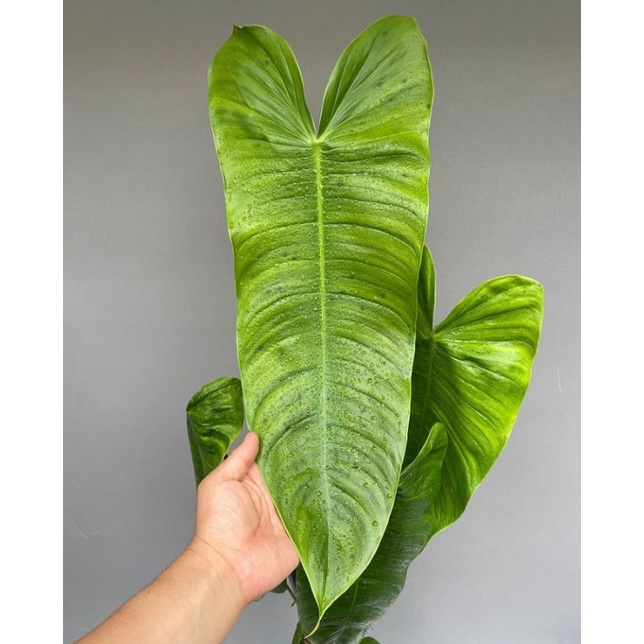 philodendron sharoniae /sharoni #philodenronsharoni