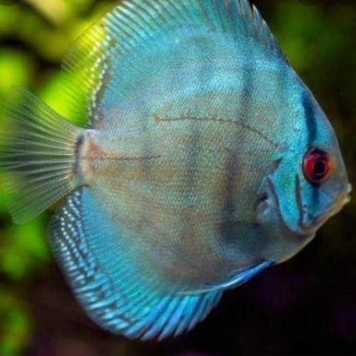 ikan hias discus blue cobalt size 2inch (1ekor)