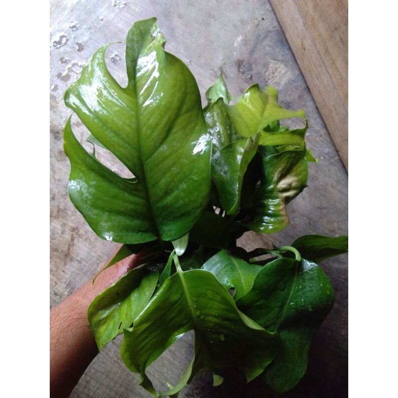 Tanaman hias monstera ekor naga (anakan)