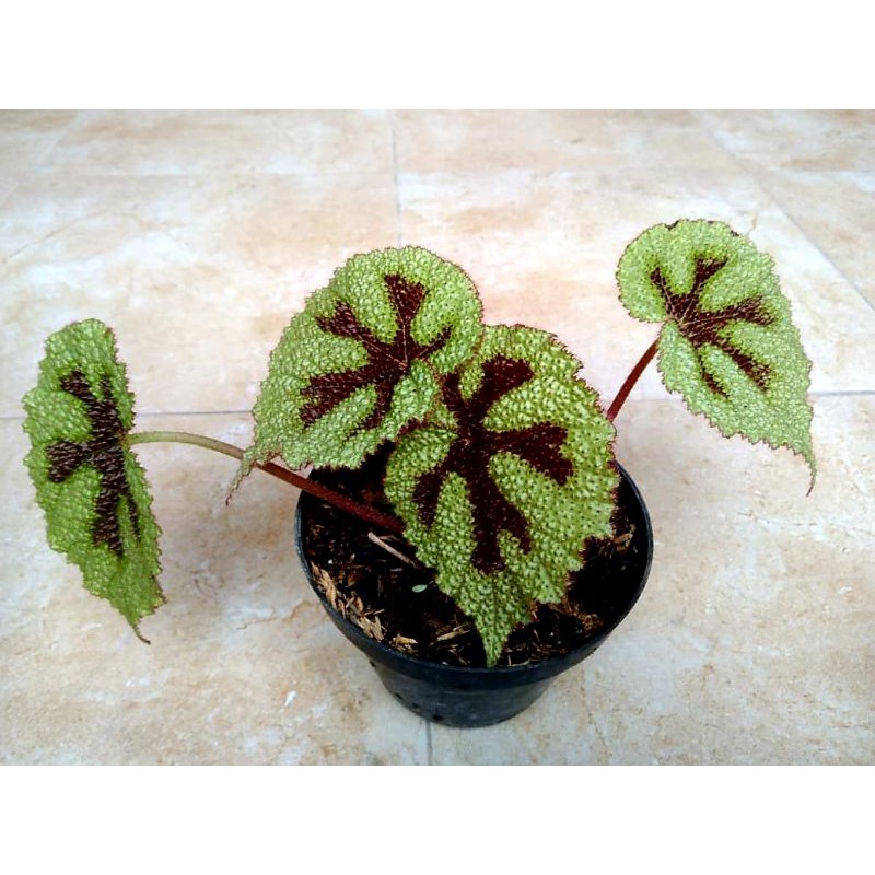 Begonia tapak macan, begonia cross