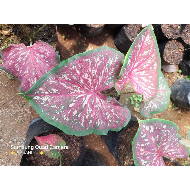 CALADIUM LANCE WORTON SIAP TANAM