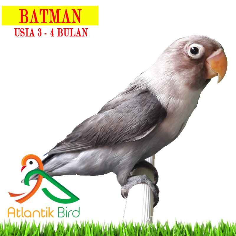 25++ Foto burung lovebird batman terbaru