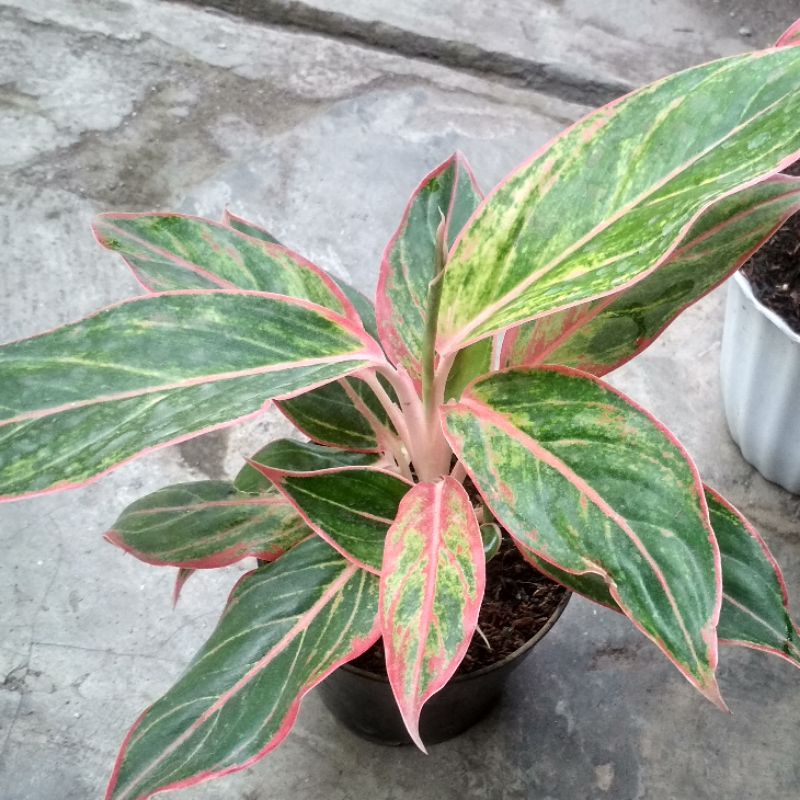 aglonema lipstik puding, Aglaonema lipstik pink ukuran sedang
