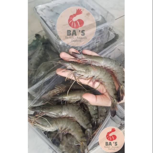 

Udang Windu Tiger Murah Pemilik Tambak Size 25~28 (1kg)