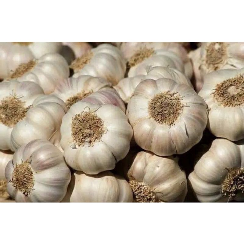 

Bawang Putih 250gram