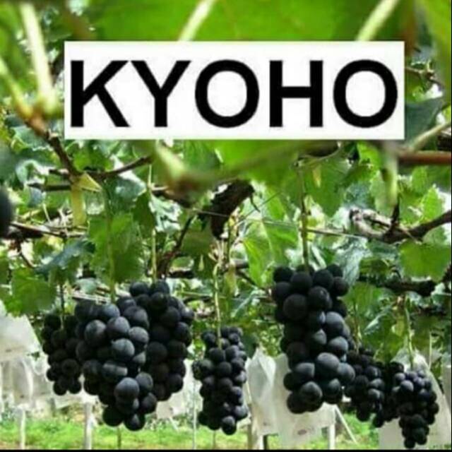 Bibit Anggur Import KYOHO Grafting