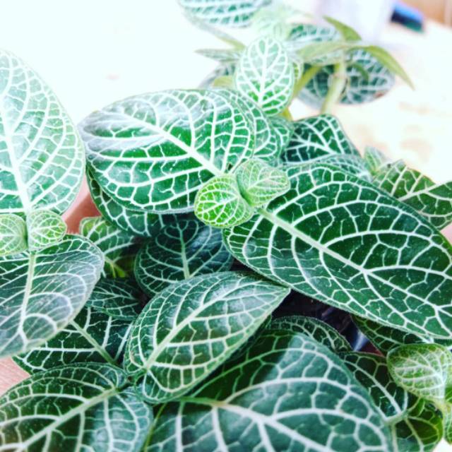 Tanaman episcia mutiara / fitonia mutiara