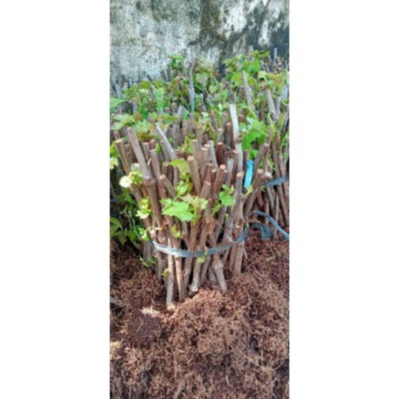 cutting anggur Alfonso 1kg buat grafting sudah berkalus
