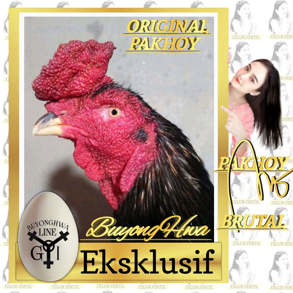 Ayam Bangkok asli aduan thailand Pakhoy Original Telur Fertil Spesial Brutal perbutir
