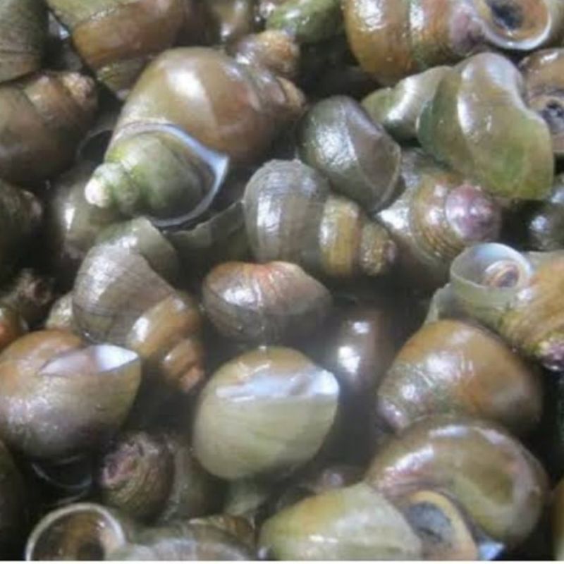 

Tutut/sawah 250g