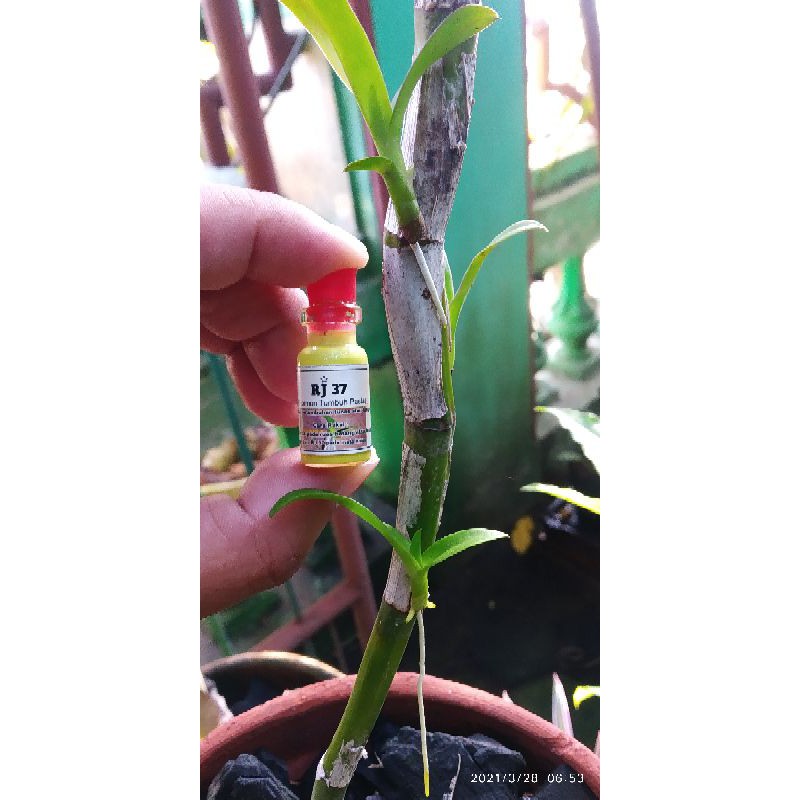 Perangsang Tunas RJ37