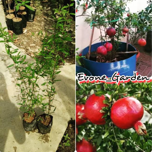 Bibit delima merah super