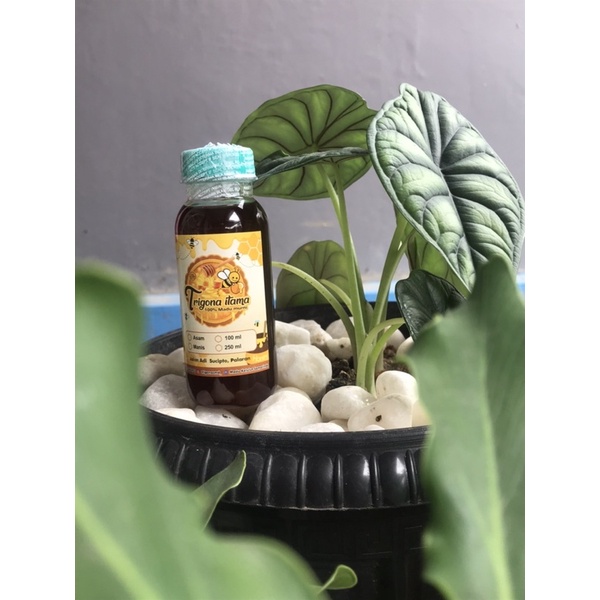 

Madu Kelulut/Kelanceng