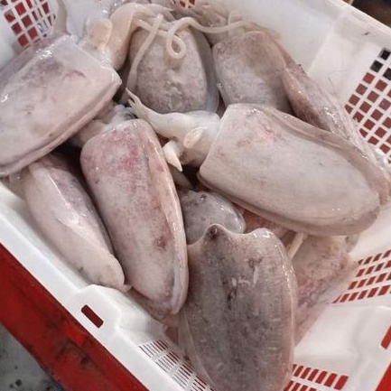 

cumi sotong/ blakutak 1Kg Termurah!!!