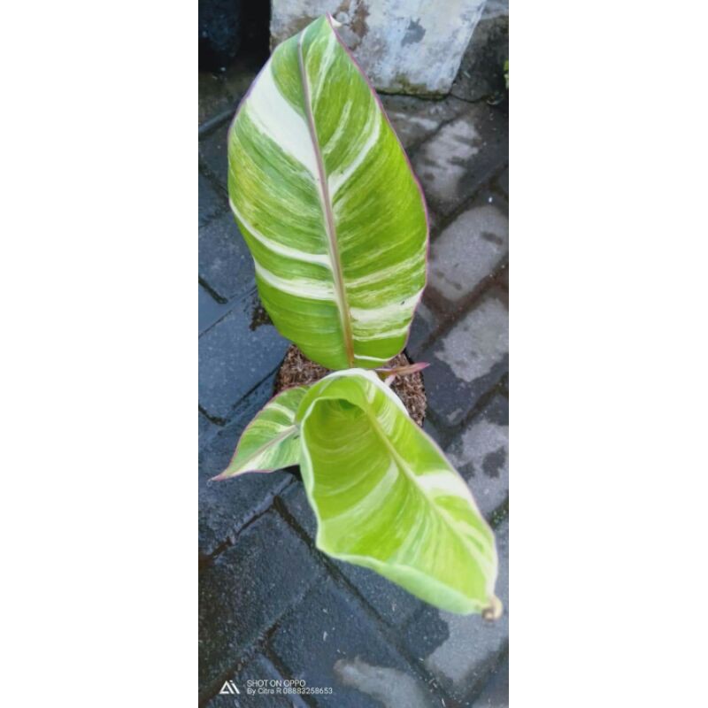 Bibit Pisang Kepok Varigata Asli Unik Dan Langka Dari Anakan Cepat Berbua - WISATA AGROTANI