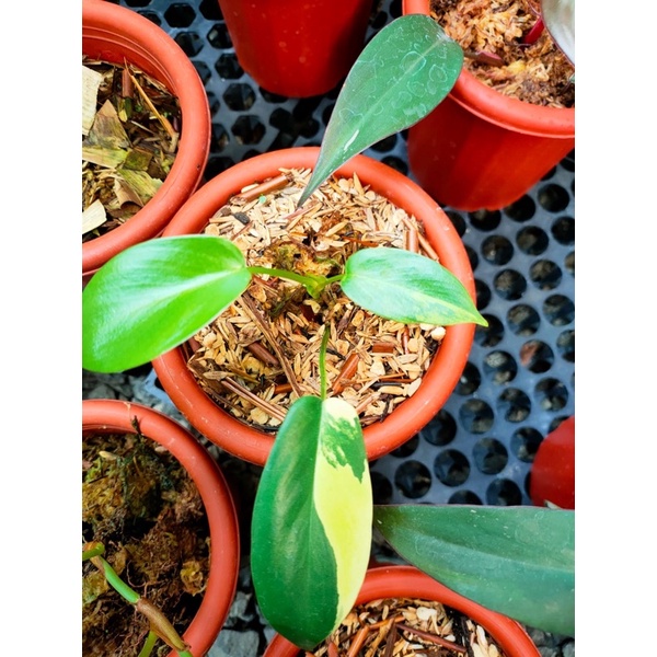 florida beauty variegata