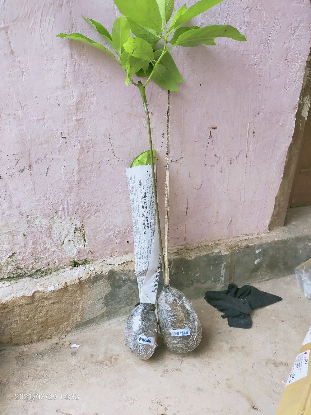 Tanaman Alpukat Mentega (tinggi 40-60 Cm)