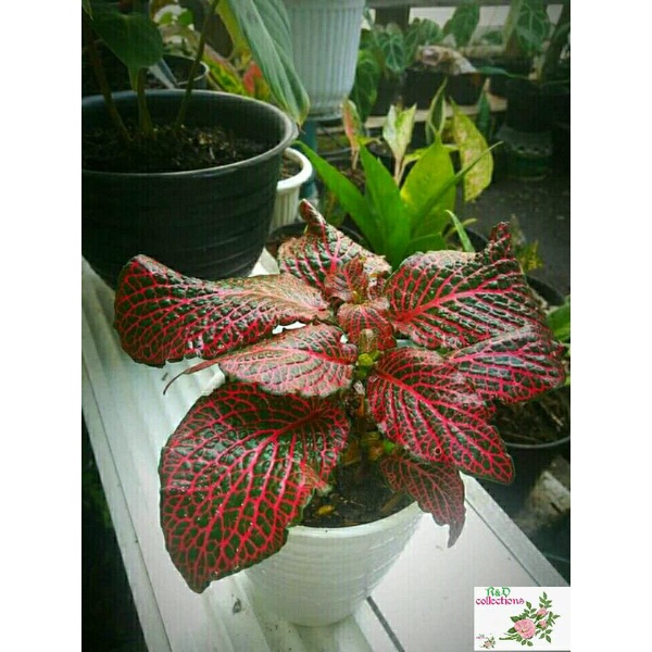 tanaman hias fitonia import murah