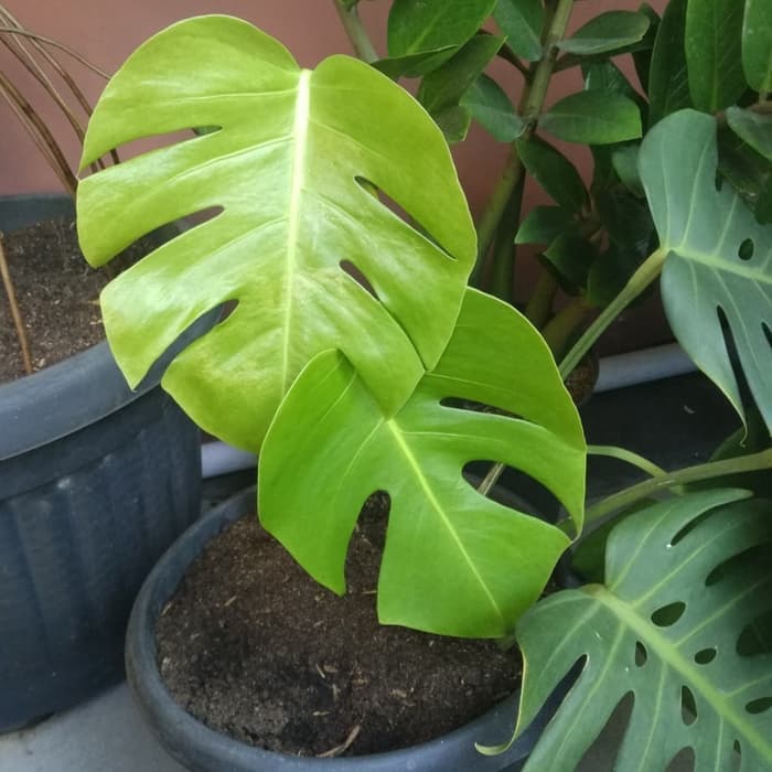 Tanaman Hias Monstera Deliciousa / Tanaman Hias / Monstera