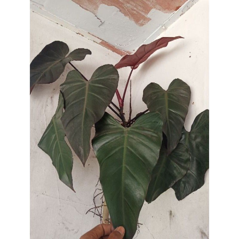 BONGGOL philodenron dark lord/philo dark lord