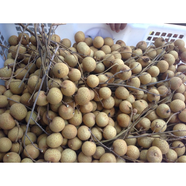 

Klengkeng Thailand