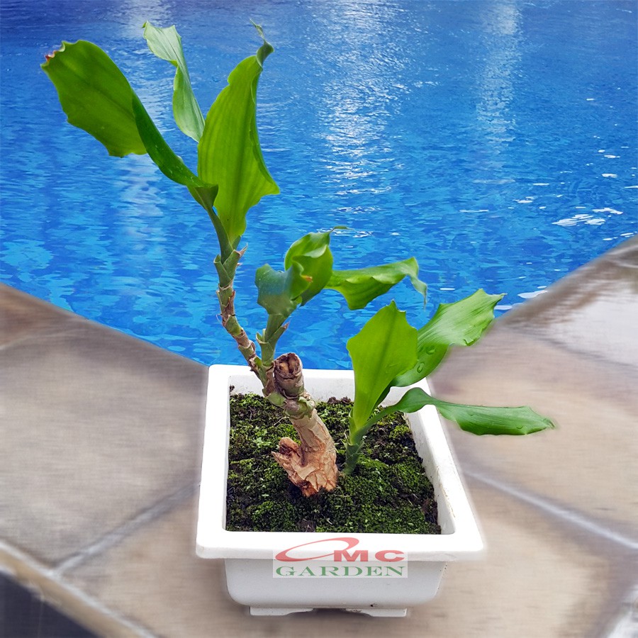 Tanaman Hias Bonsai Mame Dracaena Fragrans Massangeana Corn Plant Hijau Hanjuang Andong B-DFM-003