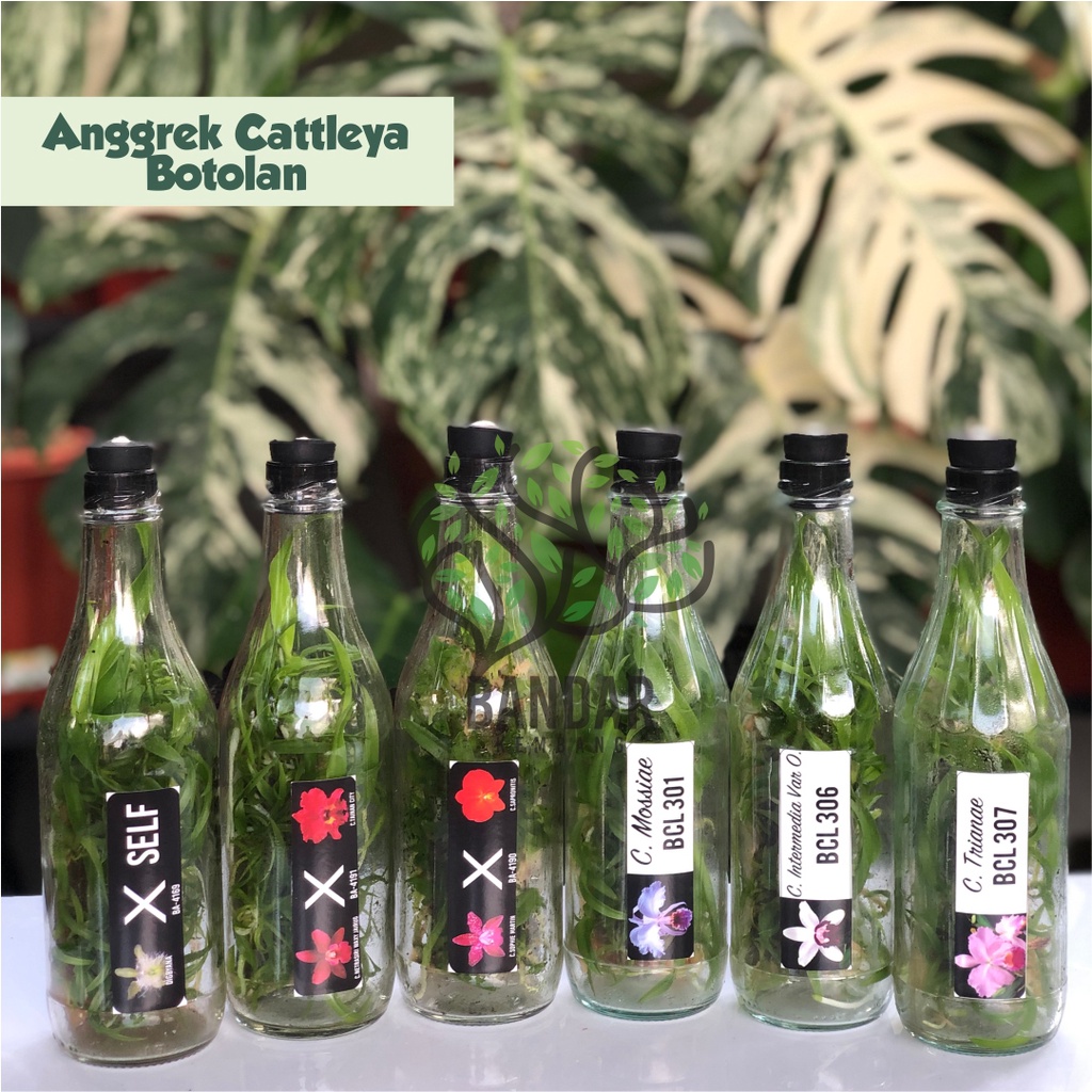 Bibit Anggrek Cattleya Dalam Botol - Botolan Anggrek Cattleya Bunga Besar Harum
