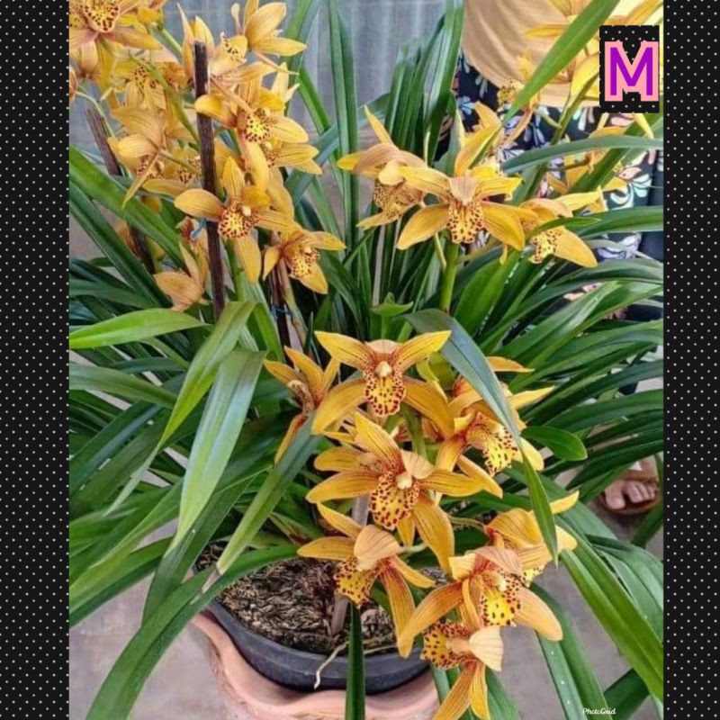 anggrek cymbidium Australia ( chensruby )