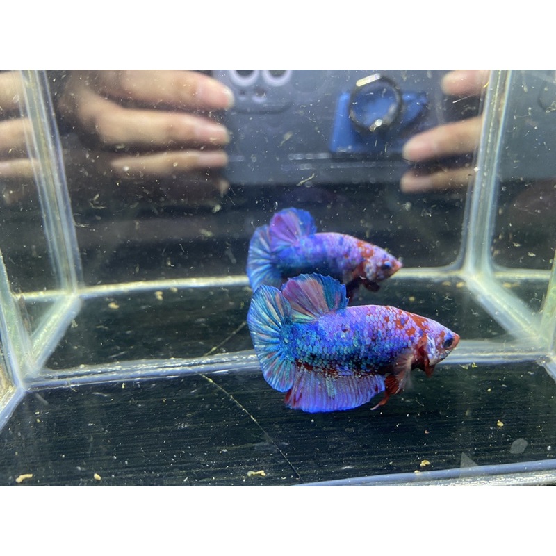 Ikan Cupang Multicolor ( Burik )